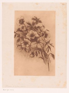 Bloemen