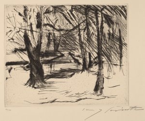 Bomen in de Zon