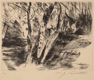 Berkenstammen in de Tiergarten