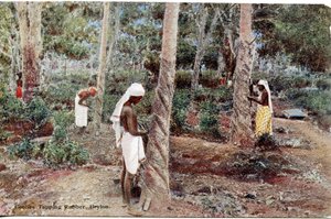 Koelies tappen rubber, Ceylon, ca. 1900-20 (handgekleurde foto)
