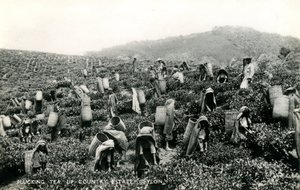 Thee plukken, landgoed in het binnenland, Ceylon, c.1900-1930