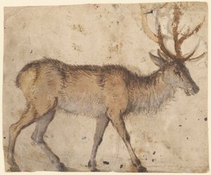 Studie van een Hert (recto), ca. 1520-30