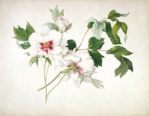 Japanse boompioen (Paeonia suffructicosa), 1815 door Lucy Cust