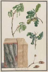 Studies van de bloemen, vruchten en stam van een Engelse eik door Ludwig Pfleger