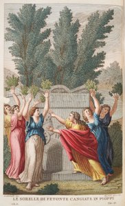 Heliaden veranderen in bomen die amber geven, illustratie uit Ovidius
