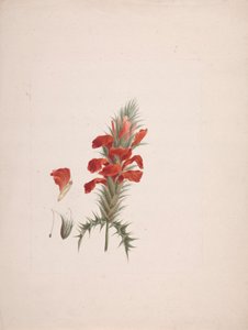 Acanthus Sennii Chiov.: afgewerkte tekening met toegevoegde details