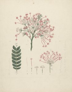 Albizia gummifera (J.F. Gmel.) C.A. Sm. (Gom Albizia Boom): afgewerkte tekening van bloeiende kop van scheut, met details van bloeiwijze, bloempjes en blad door Luigi Balugani