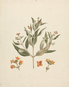 Avicennia marina (Forssk.) Vierh. (Witte Mangrove): afgewerkte tekening van bloeiende scheut met details van bloemen