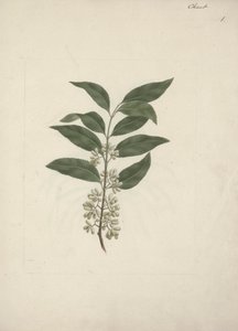 Catha edulis Forssk. (Khath): afgewerkte tekening door Luigi Balugani