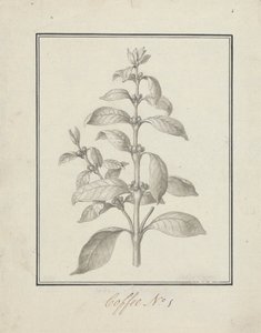 Coffea arabica L. (Arabica Koffie): afgewerkte tekening van bladrijke scheut en bessen