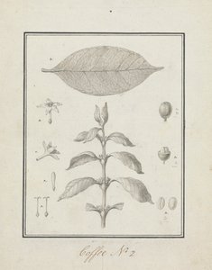 Coffea arabica L. (Arabica Koffie): afgewerkte tekening van bladrijke scheut, met details van bloemen, blad en vruchten door Luigi Balugani