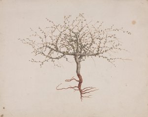 Commiphora gileadensis (L.) C. Chr. (Balsem van Gilead, Opobalsam): afgewerkte tekening van de boom (met wortels)
