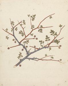 Commiphora gileadensis (L.) C. Chr. (Balsem van Gilead, Opobalsam): afgewerkte tekening van vruchtende tak