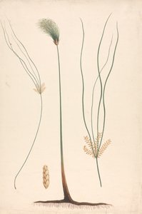 Cyperus papyrus L. (Papyrusriet): afgewerkte tekening van stoom en bloeiend hoofd, met details van bloeiwijze links en rechts
