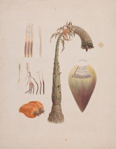 Ensete ventricosum (Welw.) Cheesman (Afrikaanse Wilde Banaan): afgewerkte tekening