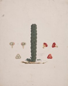Euphorbia abyssinica J.F. Gmel. (Ethiopische boomwolfsmelk): afgewerkte tekening van enkele stam, met details van hele en ontlede vruchten