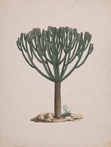 Euphorbia abyssinica J.F. Gmel. (Ethiopische boomwolfsmelk): afgewerkte tekening van de boom