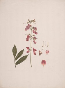 Millettia ferruginea (Hochst.) Baker: afgewerkte tekening met enkele details weggelaten