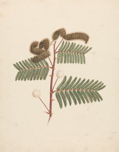 Mimosa pigra (L.): Voltooide Tekening