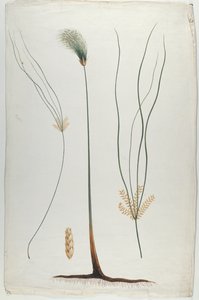 Papyrus (Plant en worteldetail), naar James Abyssinian Bruce (1730-94)