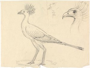 Secretarisvogel