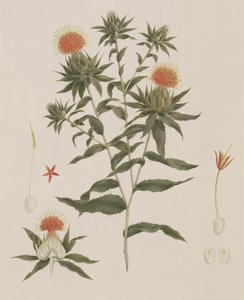 Sussa (Bladeren, Bloemen en Details) voorheen toegeschreven aan James Bruce (1730-94)