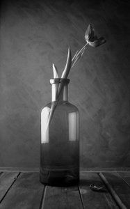 Monochrome tulpenbloesem door Luiz Laercio