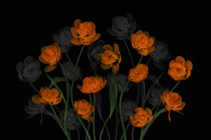 Gloeiend oranje tulpen door Lydia Jacobs