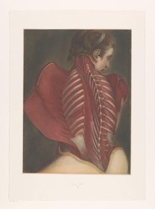 Anatomische voorstelling van de rug