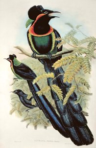 Arfak Astrapia, Astrapia Nigra - Paradijsvogel