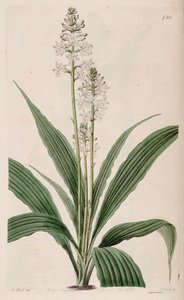 Illustratie van Calanthe triplicata (als syn. Calanthe veratrifolia) (plant)