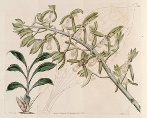 Illustratie van Catasetum cristatum