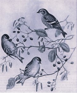 Sijzen, Natuur in Groot-Brittannië uitgegeven door Collins, 1946