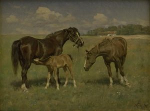 Drie paarden op een veld