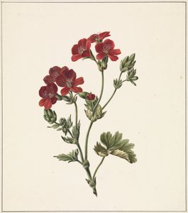 Rode bloem door M. de Gijselaar