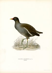 Waterhoen (kleur litho) door Magnus Ferdinand and Wilhelm von Wright