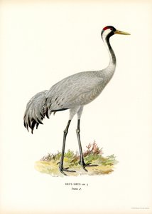 Kraanvogel door Magnus Ferdinand and Wilhelm von Wright