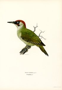 Groene specht door Magnus Ferdinand and Wilhelm von Wright