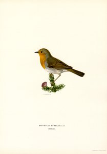 Roodborstje