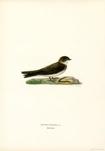 Oeverzwaluw