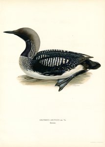 Geelsnavelduiker door Magnus Ferdinand and Wilhelm von Wright