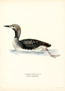 Geelsnavelduiker door Magnus Ferdinand and Wilhelm von Wright