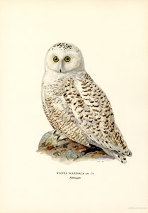 Sneeuwuil door Magnus Ferdinand and Wilhelm von Wright