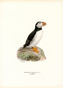 Papegaaiduiker