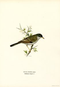Sperwergrasmus