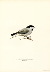 Zwartkopmees