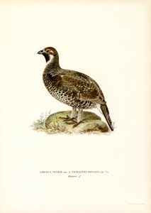 Korhoen x Hazelhoen door Magnus Ferdinand and Wilhelm von Wright