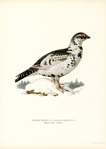 Korhoen x Sneeuwhoen door Magnus Ferdinand and Wilhelm von Wright
