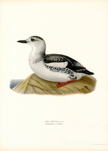 Zwarte Zeekoet (kleur litho) door Magnus Ferdinand and Wilhelm von Wright