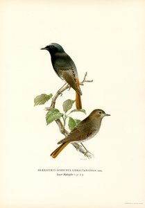 Zwarte roodstaart door Magnus Ferdinand and Wilhelm von Wright